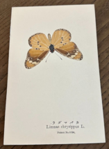 Antiq REAL Butterfly Limnas Chrysippus Latin Nawa Entomology Japan 1910 ... - $22.58