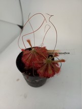 Drosera ultramafica, Carnivorous plant, sundew - £6.64 GBP