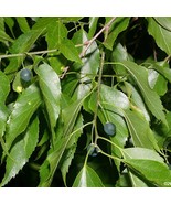 Sugarberry Tree Celtis Laevigata 1St Year Fruit Bearing Edible High Yiel... - $9.97
