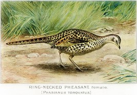 Ring–Necked Pheasant (Phasianus Torquatus) - 1913 - Bird Illustration Poster - £7.46 GBP+