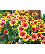 MBK 12 American Arborvitae Seeds Fast Ship - $12.98