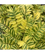 15 Seeds Variegated Jacobs Ladder Flowers Fast US Shipping - $9.75