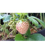 Organic Strawberry / PINEBERRY PLANTS - small bare root 2 count U.S.A - £9.31 GBP