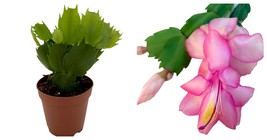 Zygocactus - Thor Series Caroline Christmas Cactus Plant - 2&quot; Pot - Live... - £19.74 GBP