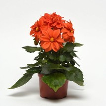 USA SELLER Flowers 50 Dahlia Seeds Figaro Orange Shades Dahlia Flower Seeds - £14.99 GBP