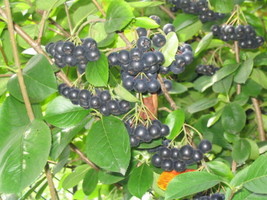 SG Black Chokeberry (Aronia melanocarpa) 30 seeds - $3.80