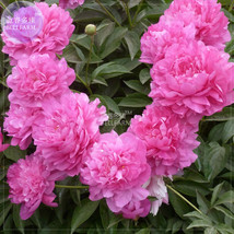 Fresh Seeds Peony Fully Pink Big Blooms Tree New Seeds 5 Seeds Compact Flowers B - $9.98