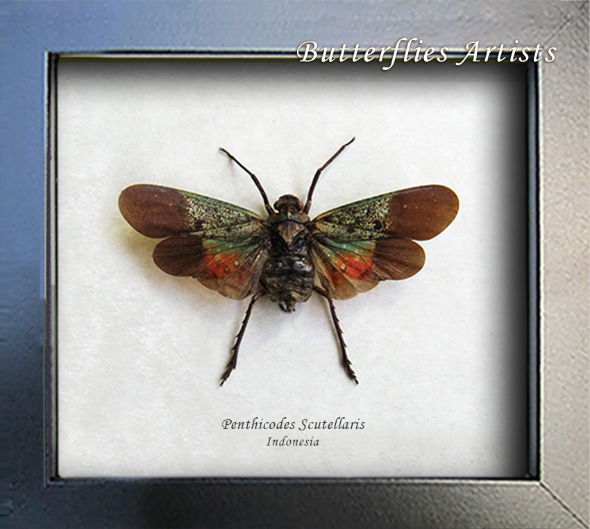 Penthicodes Scutellaris Rare Real Lanternfly Entomology Museum Quality S... - $44.99