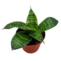 4 inch Sansevieria Gilt Edge in a Pot - $38.31