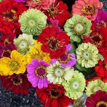 Mixed Colorful Zinna Elegans California Giant Flowers 50 Seeds Heat Tole... - $88.45 MXN