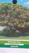 Golden Rain 4&#39;-6&#39; Tree Live Flowering Shade Trees Landscape Beautiful Flowers - £112.38 GBP