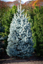 50 Seeds Blue Spruces - Christmas Trees (Colorado Picea Pungens)  US Seller - £7.82 GBP