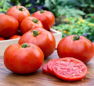 50 Seeds Early Boy Bush Tomato Juicy Tomatoe Vegetable Edible Food Fresh... - £7.33 GBP