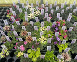 Fragrant 2 inch Harmony Foliage Mini African Violet Assortment in pots 25-Pac... - $758.45 Fragrant 2 inch Harmony Foliage Mini African Violet Assortment in pots 25-Pac... - $758.45