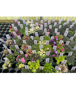 Fragrant 2 inch Harmony Foliage Mini African Violet Assortment in pots 2... - €657,63 EUR