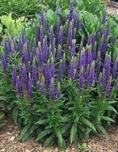 100 Blue Violet Veronica Seeds Butterfly Magnet! Excellent for Erosion Control - £9.20 GBP