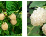 1 plant White Blackberry “Snowbank” Very Sweet - £27.48 GBP