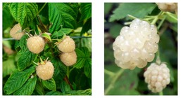 1 plant White Blackberry “Snowbank” Very Sweet - $34.93