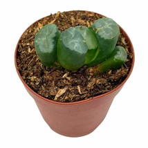 Lithops marmorata, Living Stones, succulent pebble 2 inch - $14.89