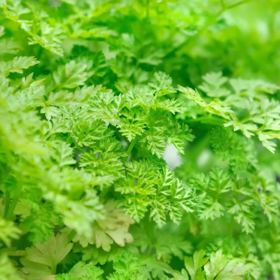 Fresh Winter Chervil, French Parsley, NON-GMO, Heirloom, Variety Sizes - £4.96 GBP