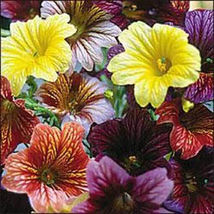 Ez Annual Flower 500+ Seed Mix | (Salpiglosis Grandiflora) Bulk Paisley Flowers! - £9.55 GBP