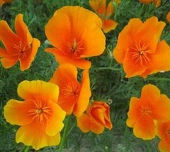 California Orange Poppy Flower Seeds 300 Perennial Garden Bees From US - £5.45 GBP