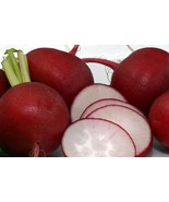 Scarlet Globe Radish Seeds – Heirloom, Fast-Growing, Crisp &amp; Sweet Favor... - $3.57+