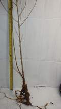 2 year old Red Mulberry (Morus rubra) plant, bare root 16-24” tall - £18.44 GBP