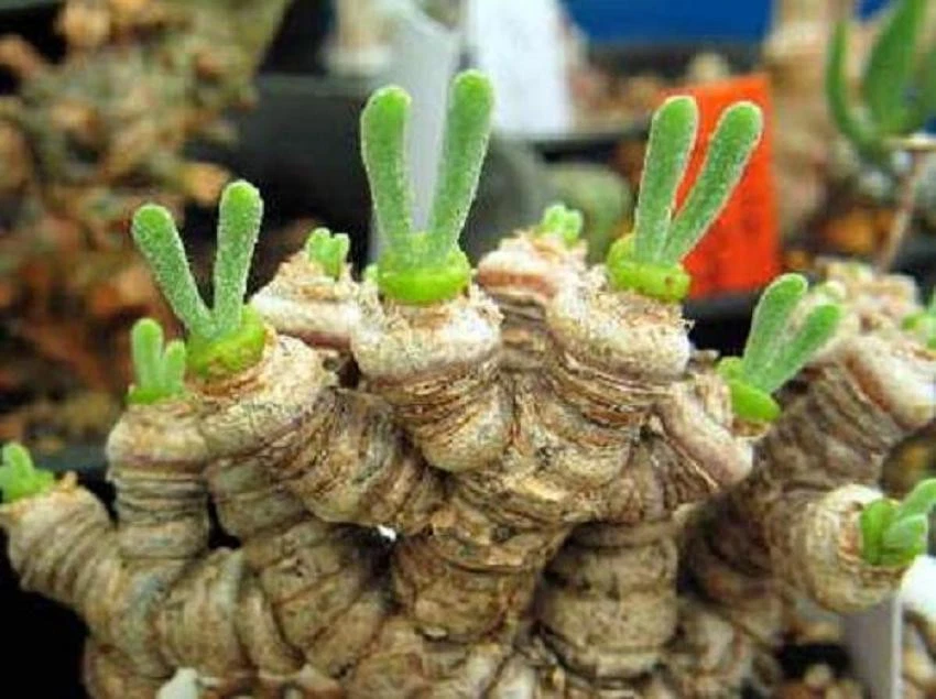 Monilaria Moniliformis !! exotic mesembs rare succulent string of pears ... - $16.44