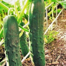 Marketmore 76 Cucumber Seeds Dark Green Straight Strong Disease Resistance No St - £6.41 GBP