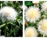 50 Seeds Sweet Sultan Imperialis The Bride Garden - $34.93