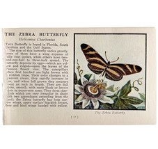 The Zebra Butterfly 1934 Butterflies Of America Antique Insect Art PCBG14B - $19.99