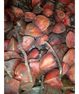 Thaumatococcus daniellii, katamfe for planting, 10 seeds/15 USD, shippin... - $37.00