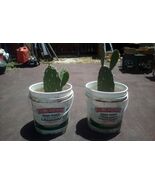 2 plants Cactus nopal de sierra Mexico live Plant - $34.65