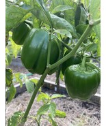 KBT California Wonder Bell Pepper 50 Fresh Seeds Seeds Bulk Seeds - $207.03 MXN