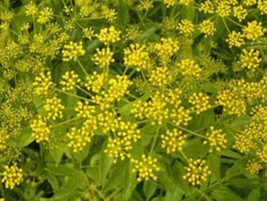 GIB 150 Golden Alexander Golden Zizia Meadow Zizia Zizia Aurea Flower Seeds - $18.00