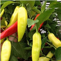 USA Seller Hungarian Sweet Wax Peppers Seeds Fast Shipping - £9.98 GBP