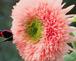 25 Pink Pooh Sunflower Seeds New Variety Sunflower Garden Flowers Non Gm... - $5.99