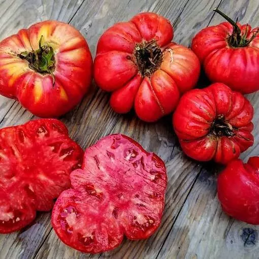 50 Seeds Tiffen Mennonite Tomato Vegetable Garden - £7.89 GBP