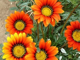 30 Orange Cream Gazania Flower Seeds   Reseeding Annual From US - $8.90