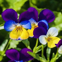 TISSEEDS Johnny Jump Up Viola Flower Seeds Heirloom Non Gmo Fresh Harvest FAST S - £6.75 GBP