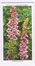 Wills Cigarette Card Wild Flowers #35 Foxglove Figwort - £0.78 GBP