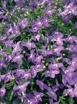 50+ Lobelia Regatta Lilac Trailing Flower Seeds - £7.88 GBP