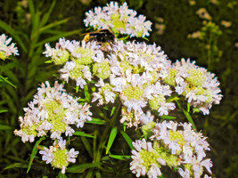 500 Virginia Mint Pycnanthemum Virginianum Mountainmint White Flower Herb SeedsF - $9.90