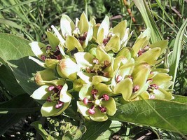 TISSEEDS 20 Green Spider Milkweed Asclepias Viridis White Purple Monarch Flower  - £6.71 GBP