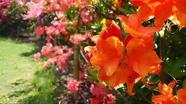 40 Seeds Japanese Azalea Rhododendron Azalea - Red Flowers - £11.06 GBP