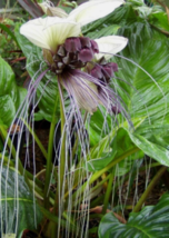 20 Pc Seeds Tacca Integrifolia Plant, Tacca Seeds for Planting | RK - £23.50 GBP