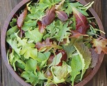 Mesclun Mix Lettuce Seeds Spring Mix Salad Greens Garden Vegetable Seed  - £4.67 GBP
