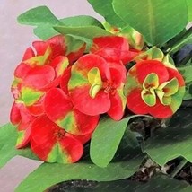 600 Seeds Cactus Euphorbia Milii Plant Seeds - $16.63