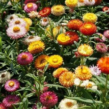 USA Non GMO 200 Seeds Strawflower Dwarf Mixed Dried Flowers Cut Flowers  - £7.04 GBP